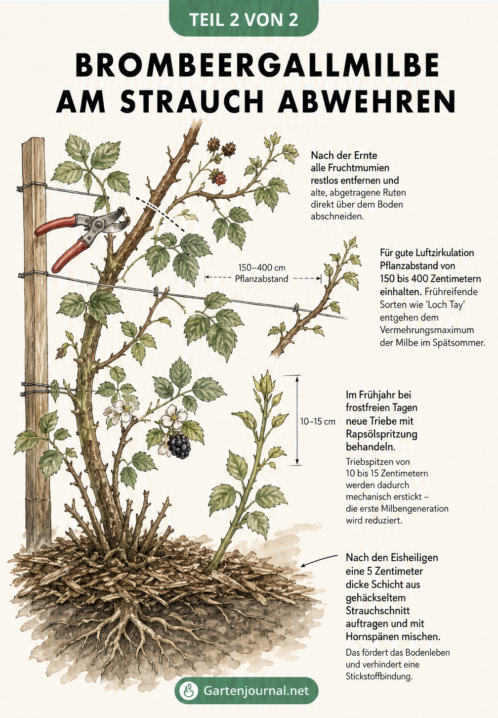 Illustration eines Brombeerstrauchs am Spalier mit Pflegemaßnahmen gegen die Brombeergallmilbe