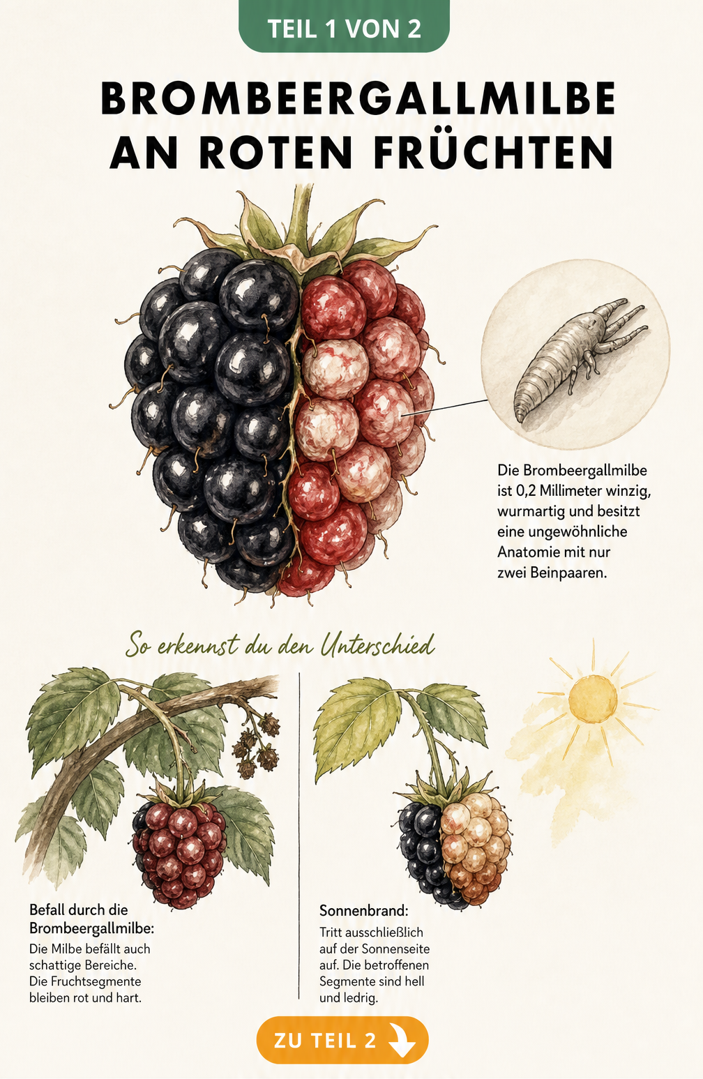 Botanische Illustration einer Brombeere mit Schadbild der Brombeergallmilbe und vergrößerter Darstellung der Milbe