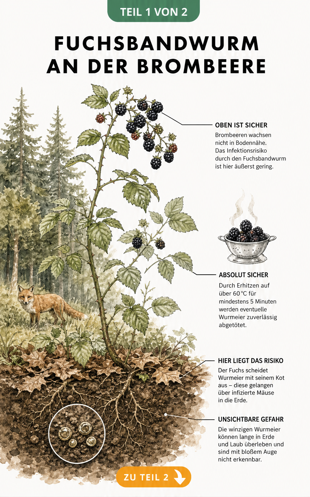 Illustration eines Brombeerstrauchs am Waldrand, die zeigt, dass Brombeeren nicht in Bodennähe wachsen und das Infektionsrisiko durch den Fuchsbandwurm gering...