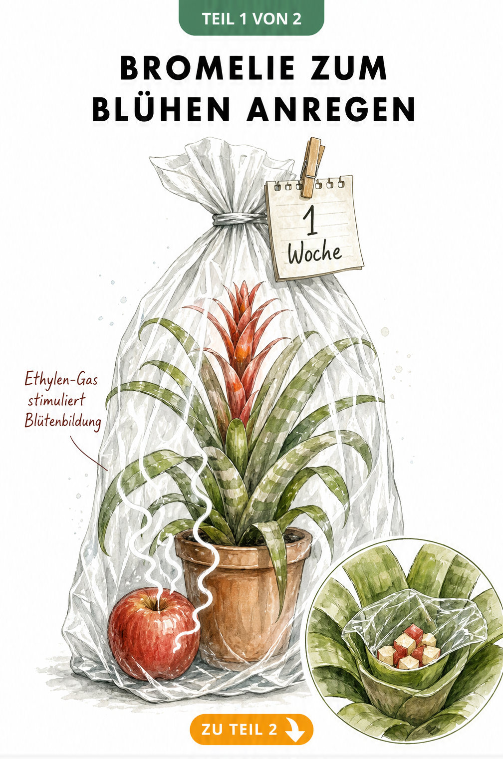 Illustration einer Bromelie in einer Plastiktüte mit einem Apfel zur Stimulation der Blütenbildung durch Ethylen-Gas