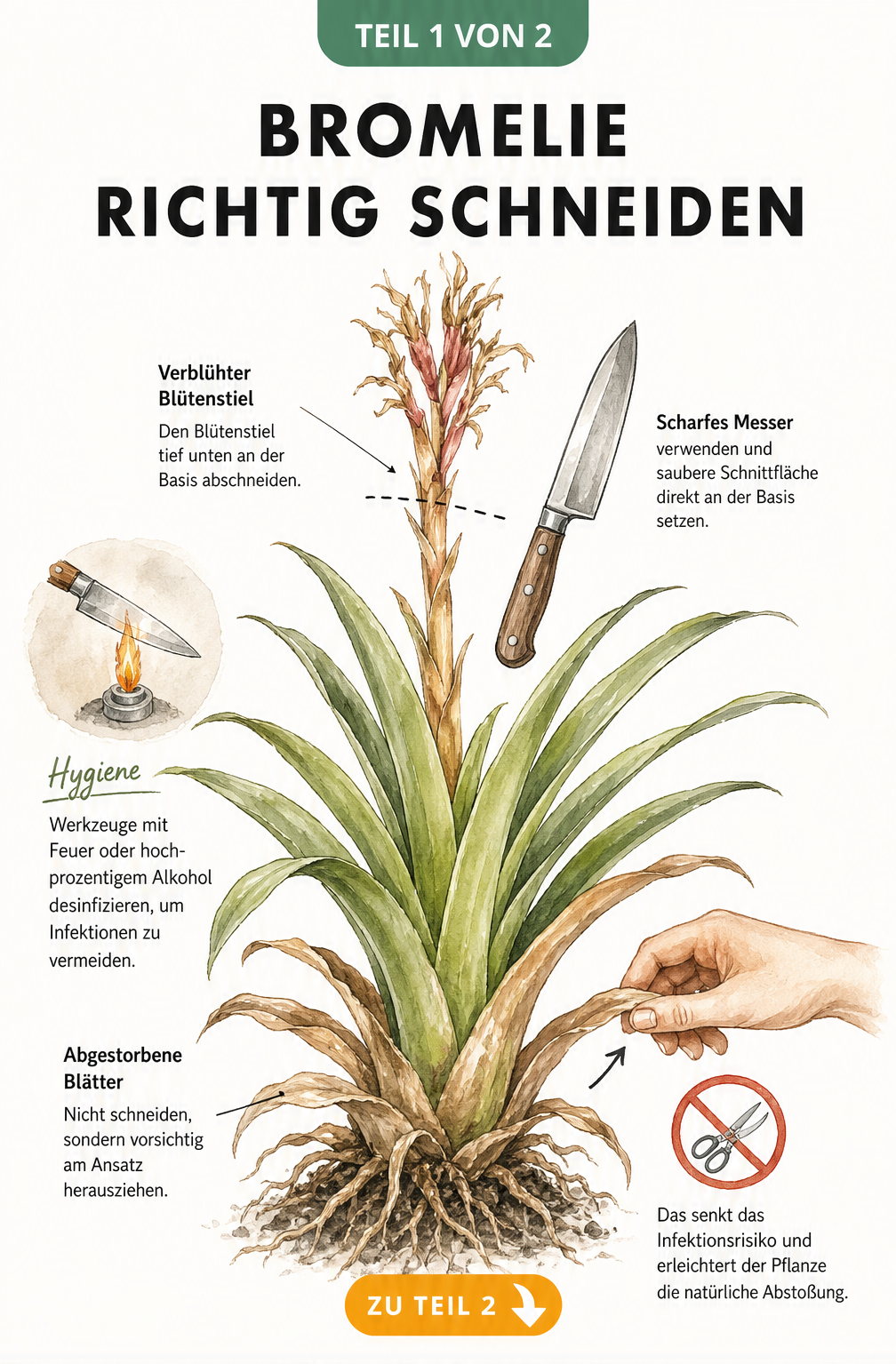 Illustration einer Bromelie im Querschnitt, die zeigt, wie man den welkenden Blütenstiel tief unten abschneidet und vertrocknete Blätter herauszieht.