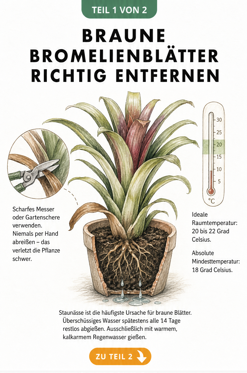 Illustration einer Bromelie im Querschnitt-Topf, bei der ein braunes Blatt mit einer Gartenschere am Ansatz abgeschnitten wird.