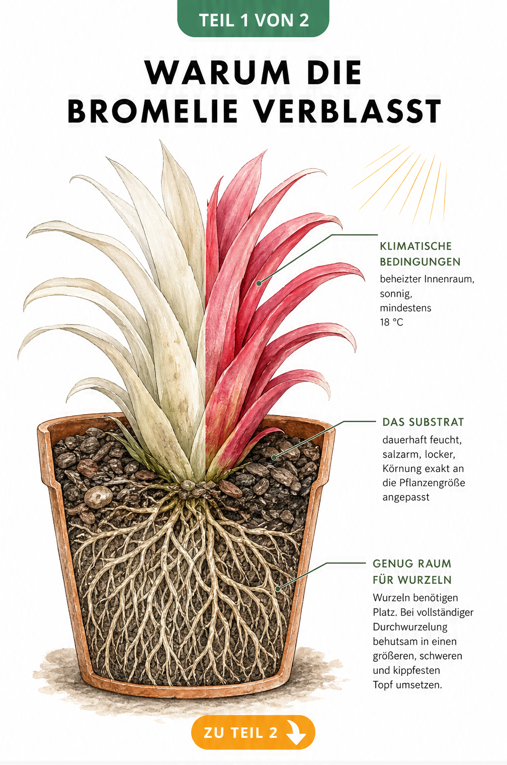 Botanische Illustration einer Bromelie im Querschnitt, die links blass und rechts kräftig rot gefärbt ist, mit Hinweisen zu Standort, Substrat und Wurzelwerk.