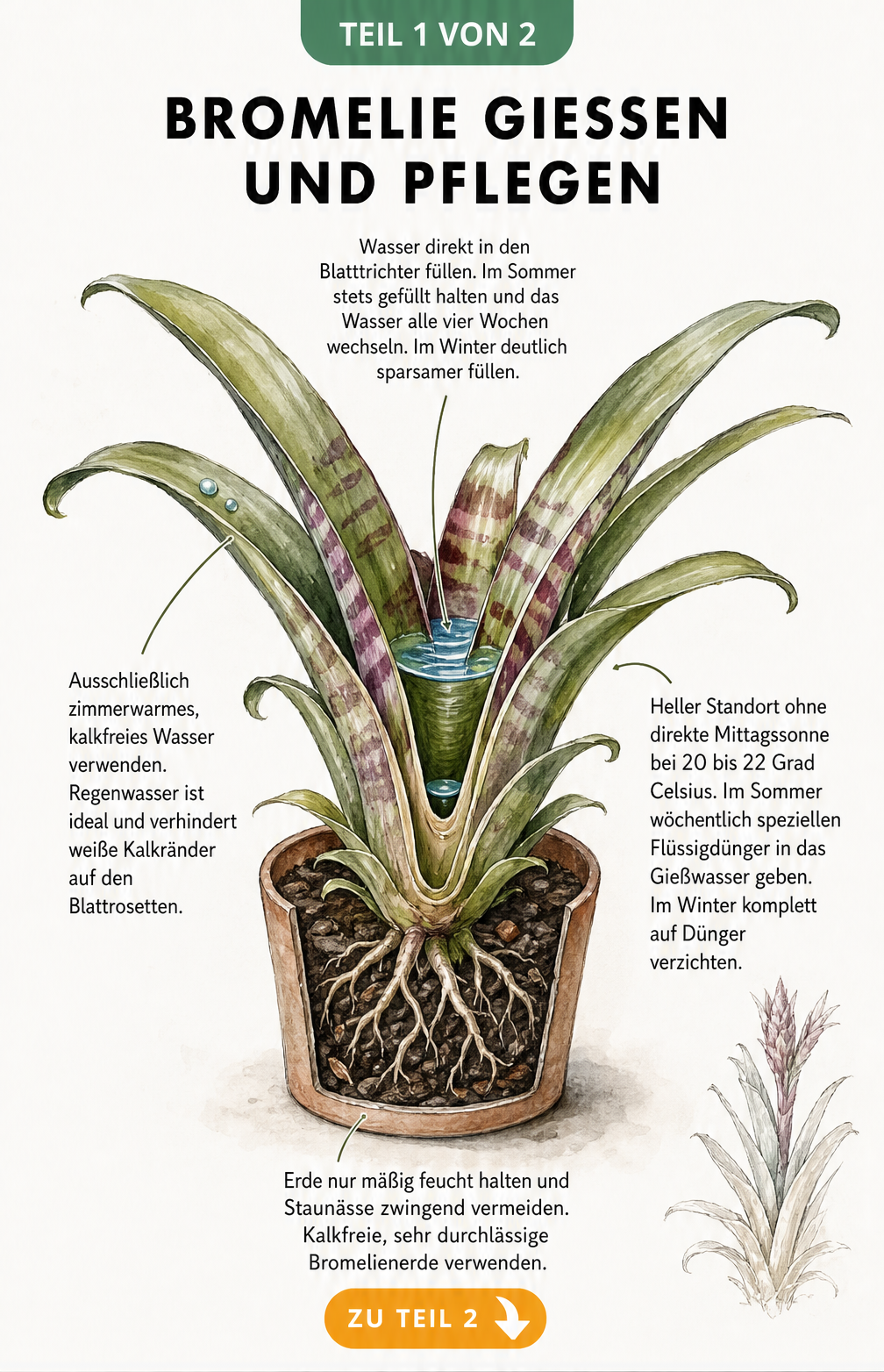 Botanische Illustration einer Trichterbromelie im Querschnitt mit Hinweisen zu Gießen, Standort und Erde