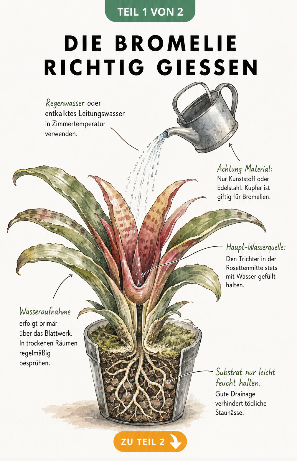 Botanische Illustration einer Bromelie im Querschnitt mit Gießkanne und Hinweisen zur richtigen Bewässerung über den Blatttrichter