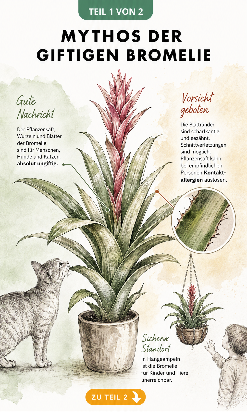 Illustration einer blühenden Bromelie, die zeigt, dass Pflanzensaft, Wurzeln und Blätter für Menschen und Haustiere ungiftig sind, aber scharfe Blattränder...