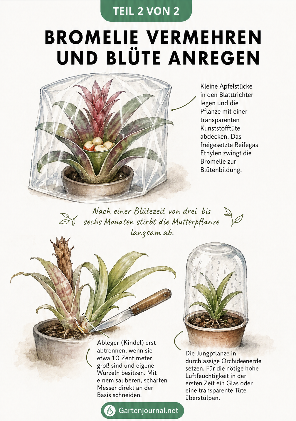 Illustration zur Vermehrung von Bromelien durch Kindel und Anregung der Blüte mit Apfelstücken