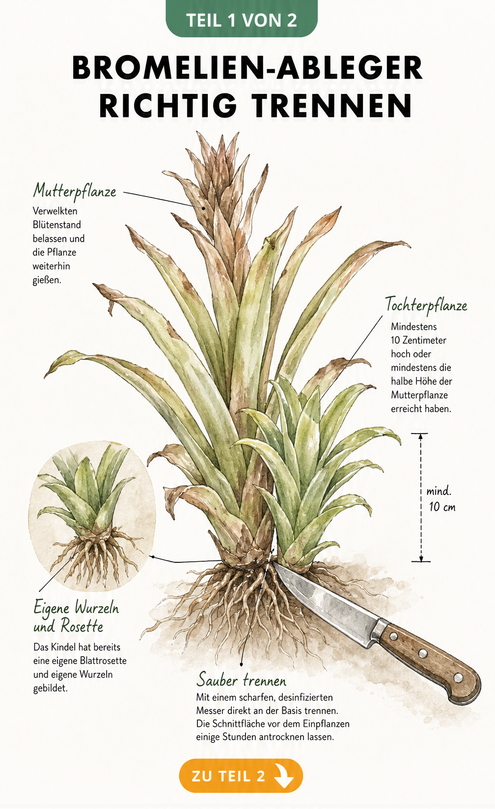 Botanische Illustration einer Bromelie im Querschnitt, die zeigt, wie man einen Ableger von der Mutterpflanze trennt.