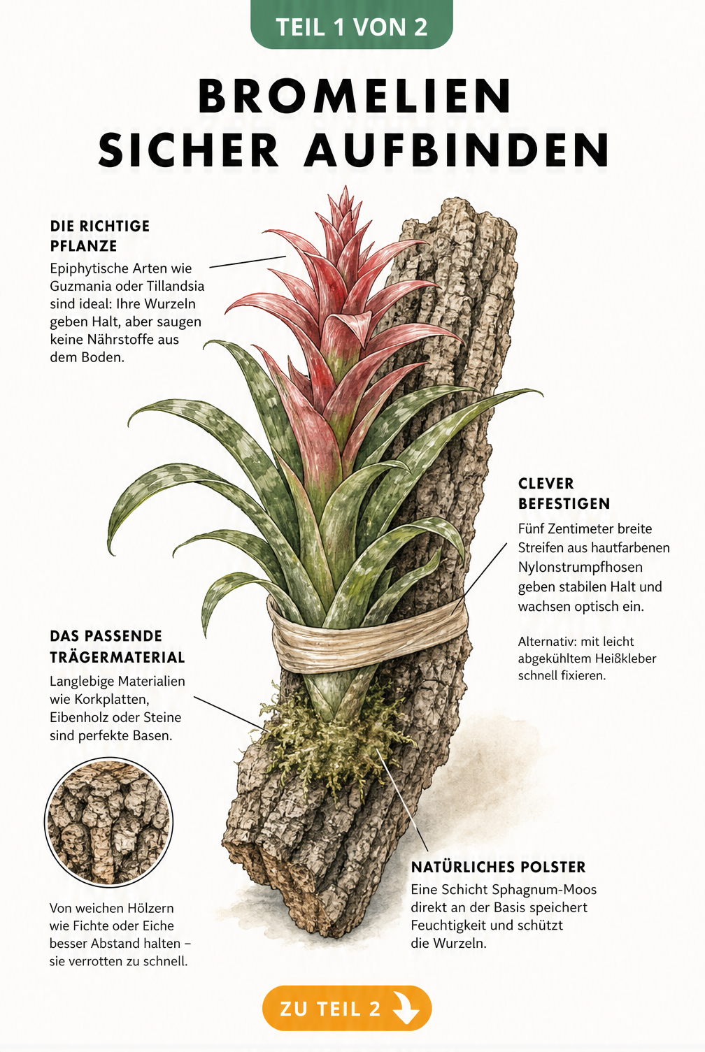 Botanische Illustration einer blühenden Guzmania auf einem Stück Rinde mit Hinweisen zu Pflanzenwahl, Trägermaterial und Befestigungstechnik.