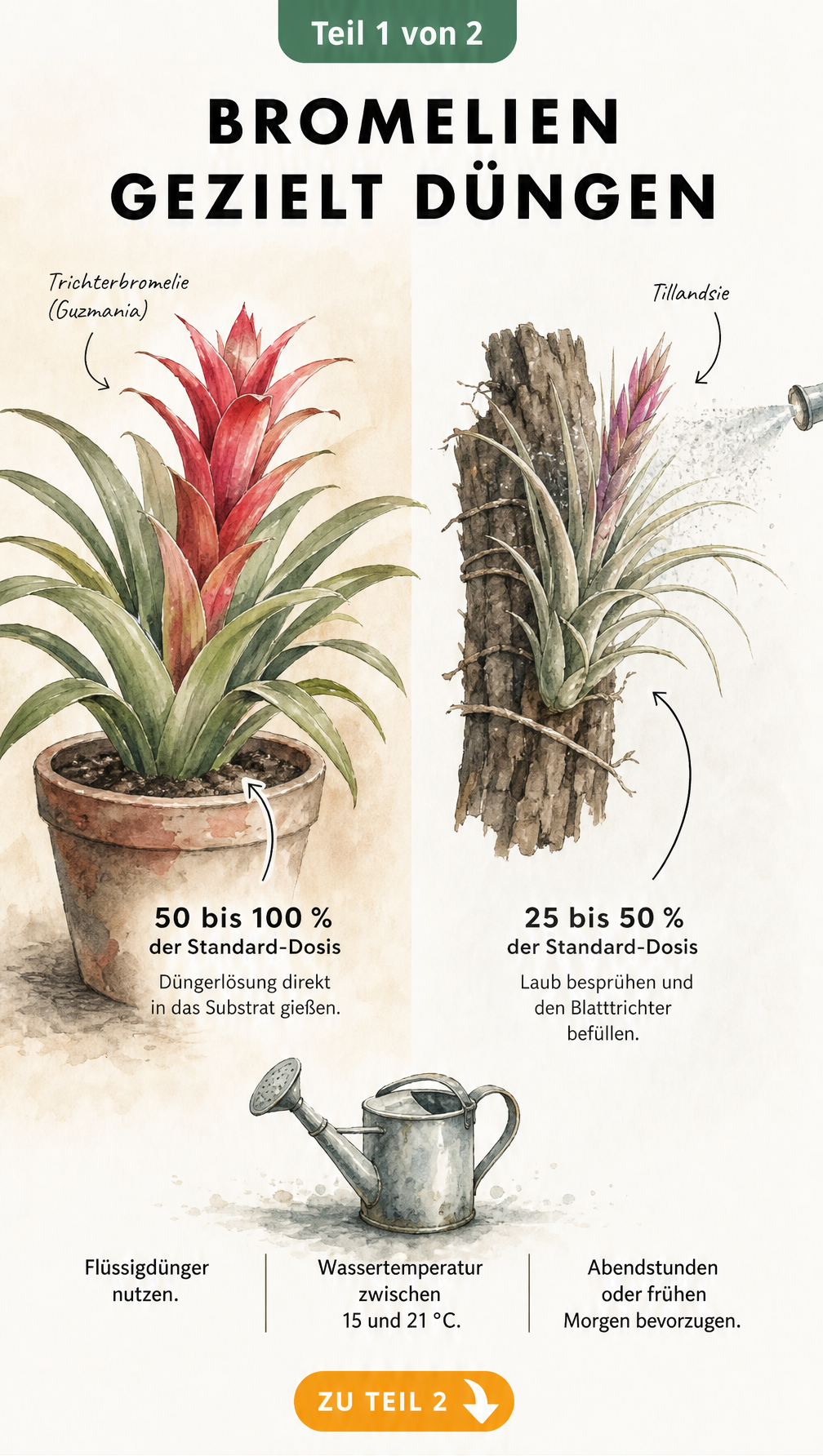 Botanische Illustration einer Trichterbromelie und Tillandsie mit Hinweisen zur richtigen Düngerdosierung und Wasserqualität
