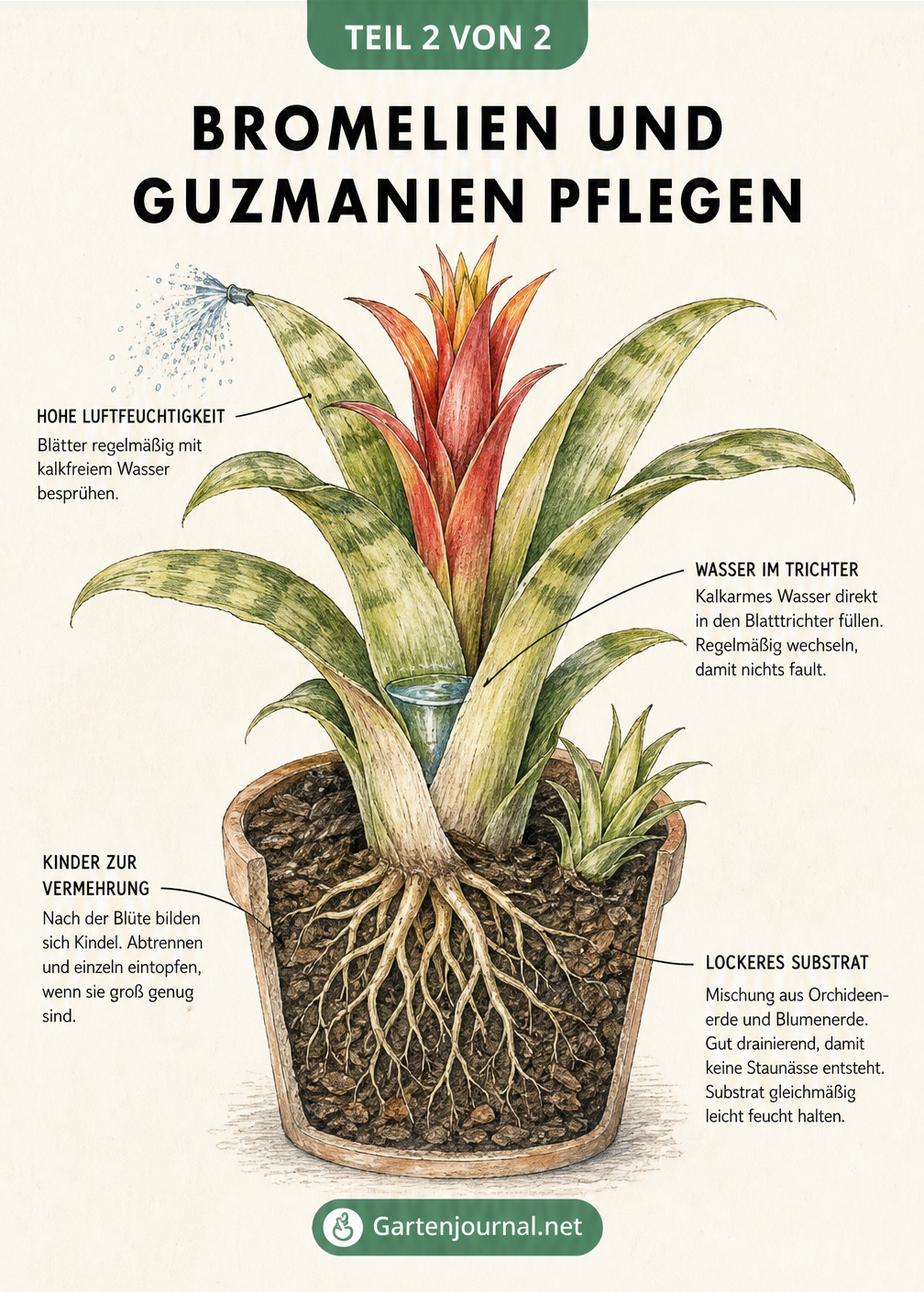 Querschnitt einer Guzmania im Topf mit Pflegehinweisen zu Luftfeuchtigkeit, Gießtechnik im Trichter, Substrat und Vermehrung durch Kindel.
