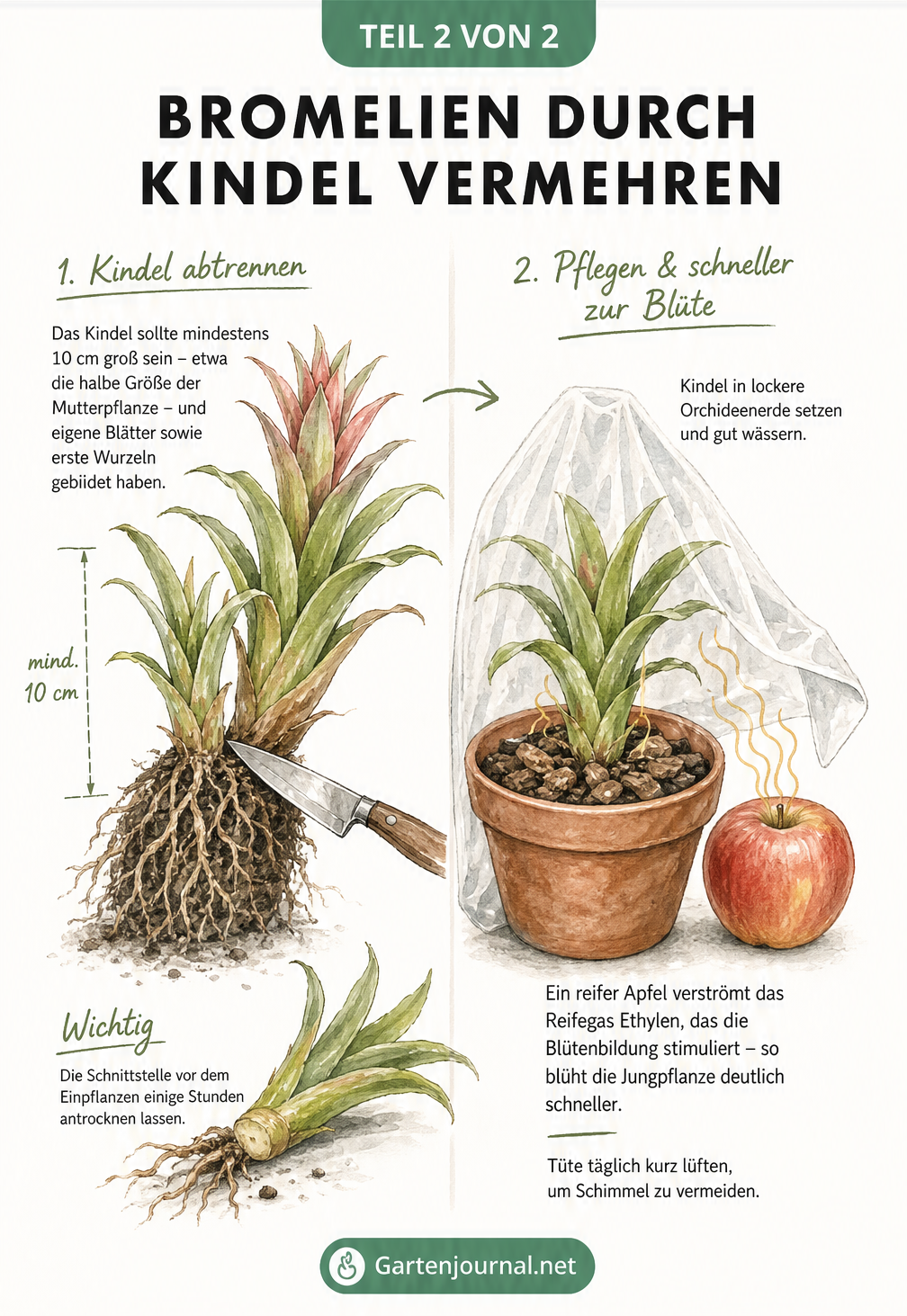 Illustration zur Vermehrung einer Bromelie durch Kindel, inklusive Abtrennung des Seitentriebs und Stimulation der Blüte mit einem Apfel.