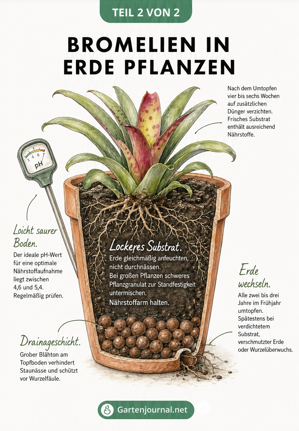 Schnittzeichnung eines bepflanzten Terrakotta-Topfes mit Bromelie, Drainageschicht und lockerem Substrat.
