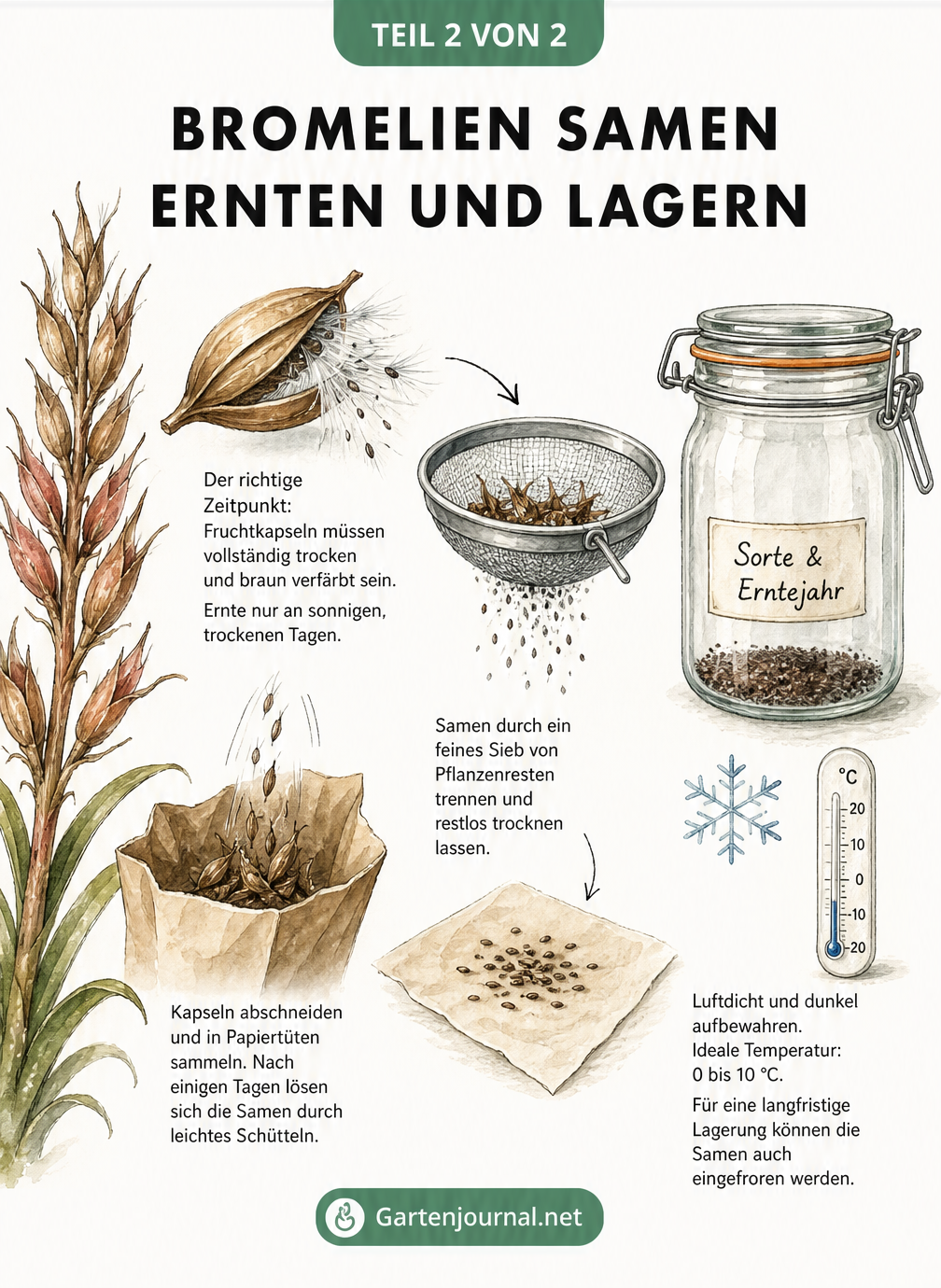 Illustration einer verblühten Bromelie mit brauner Fruchtkapsel, Papiertüte zur Ernte, Sieb zur Reinigung und Apothekerglas zur Lagerung der Samen