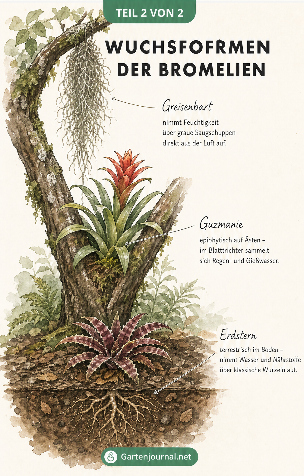 Illustration der Wuchsformen von Bromelien: Greisenbart am Ast, Guzmanie in der Astgabel und Erdstern im Boden
