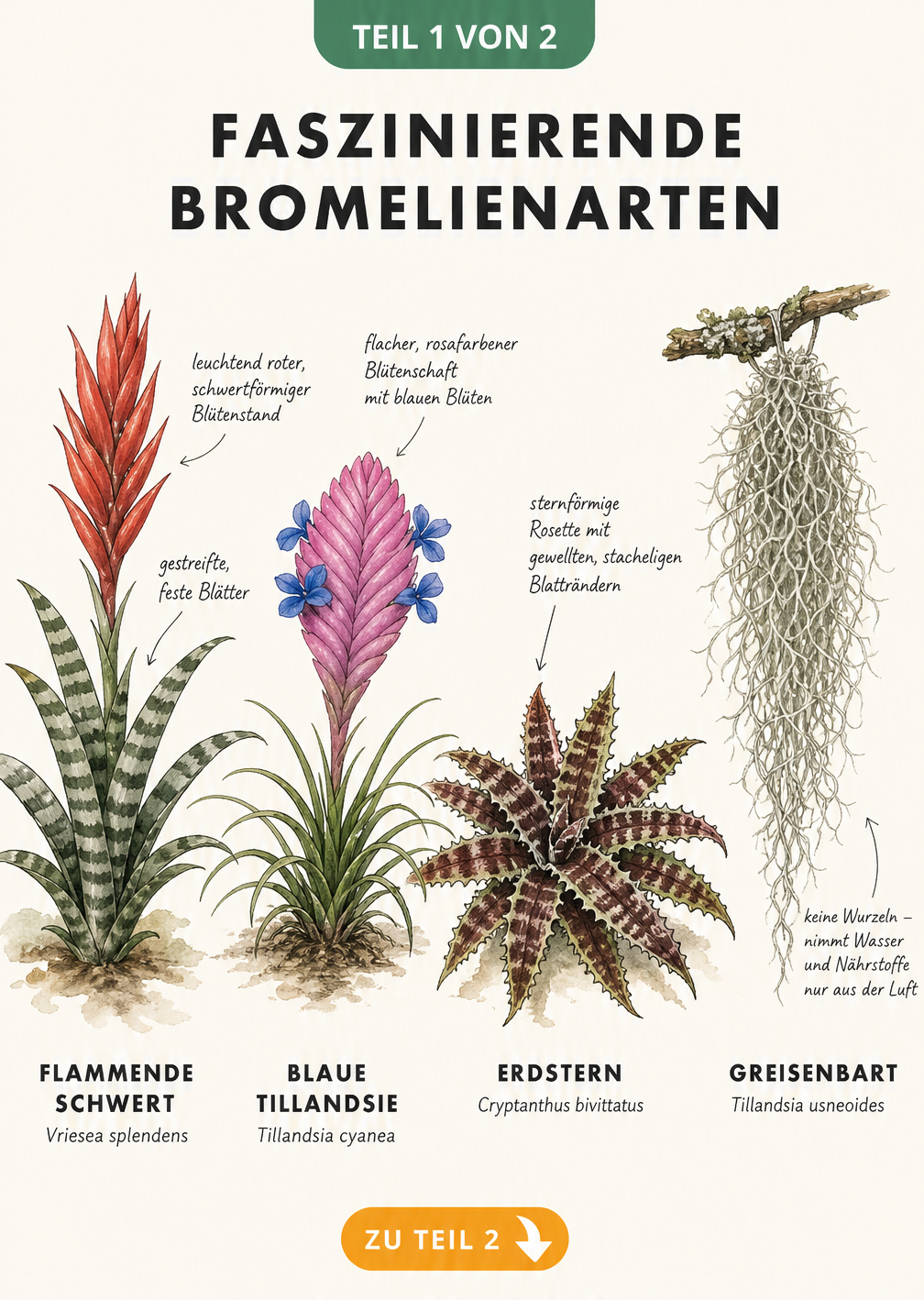 Illustration von vier Bromelienarten: Flammendes Schwert, Blaue Tillandsie, Erdstern und Greisenbart