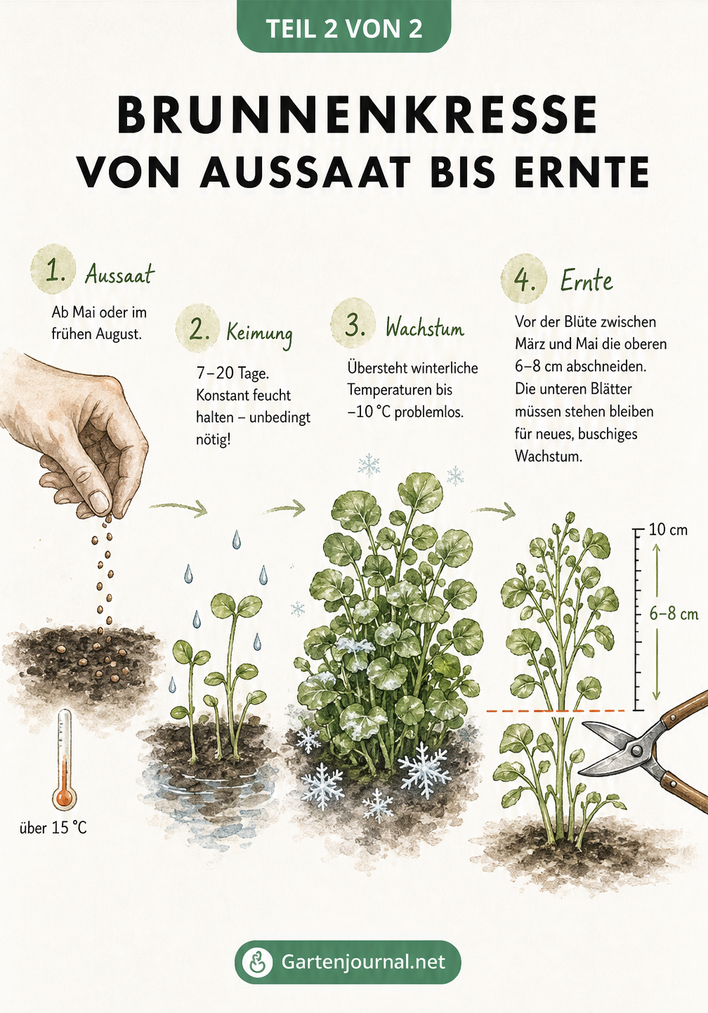 Botanische Zeichnung der Entwicklung von Brunnenkresse von der Aussaat über die Keimung bis zur Ernte