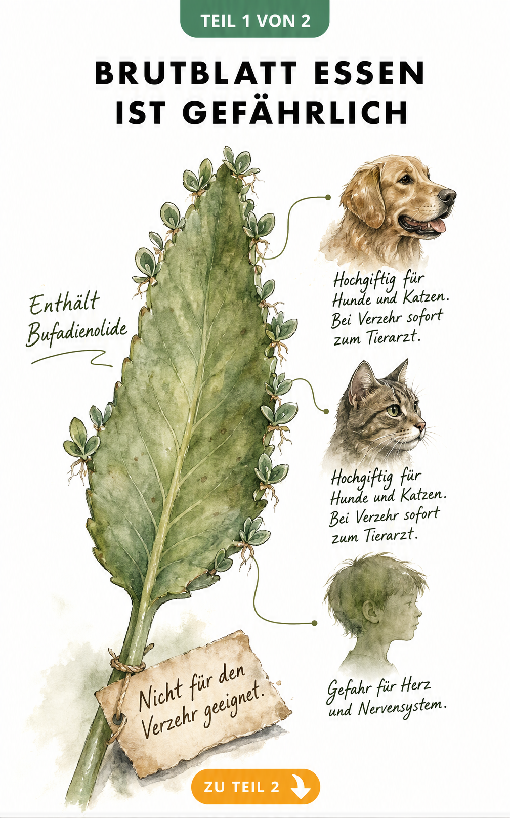 Botanische Illustration eines Brutblattes mit Warnhinweisen zur Giftigkeit für Hunde, Katzen und Kinder