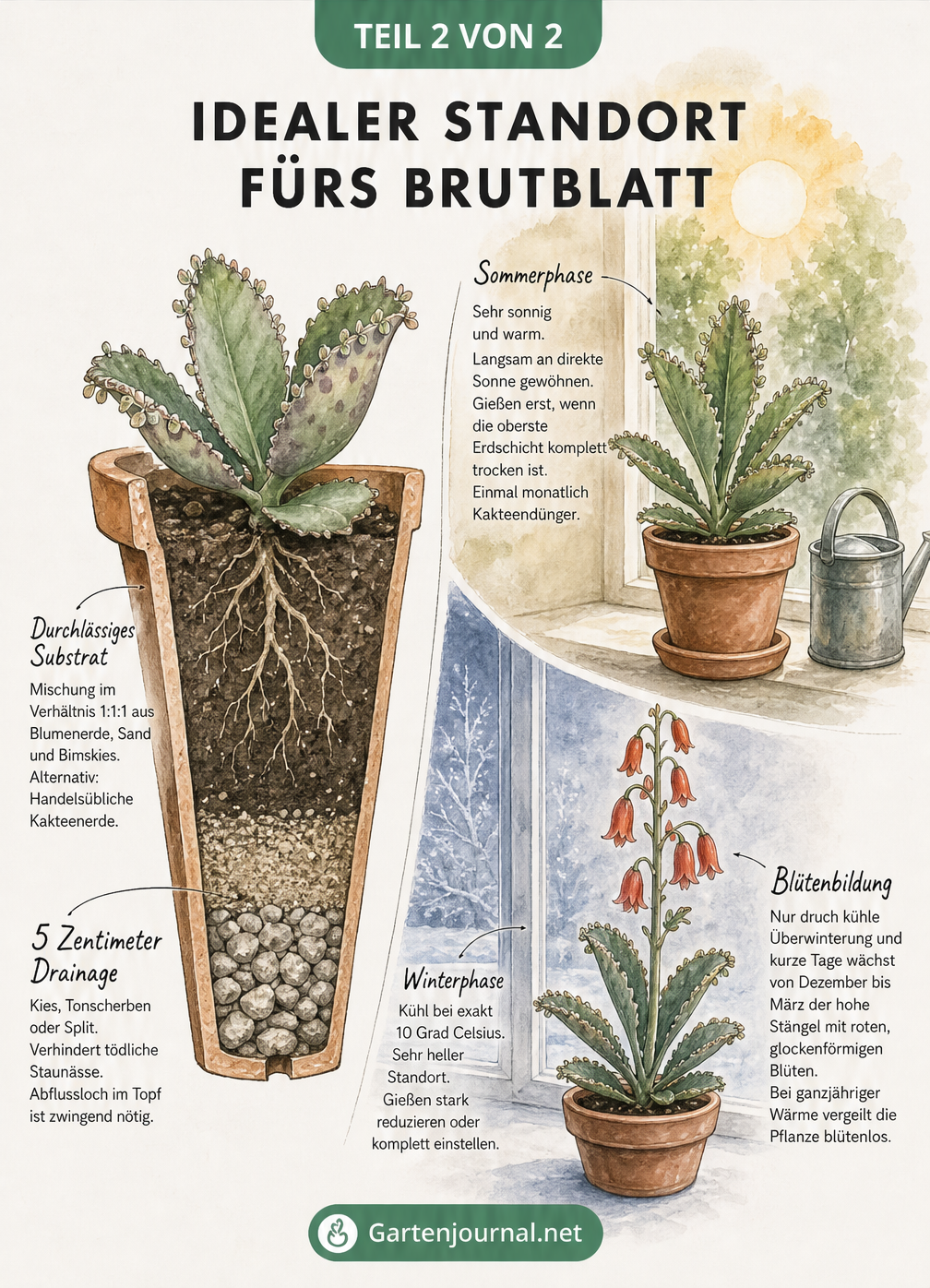 Schnittzeichnung eines Tontopfs mit Drainage und Substrat sowie zwei Szenen des Brutblatts im Sommer am Südfenster und im Winterquartier mit Blüte.