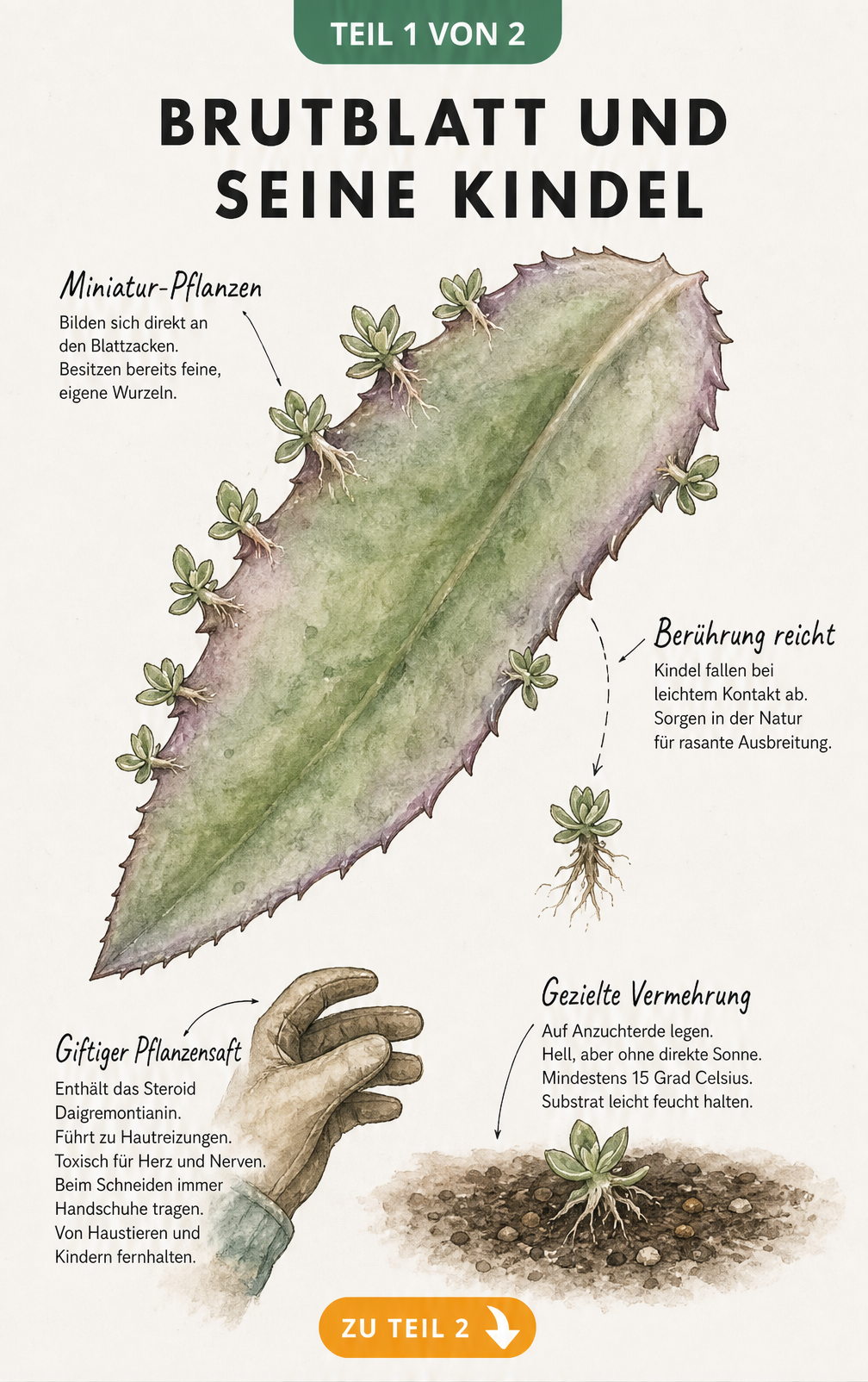 Botanische Illustration eines Brutblatts mit Kindeln an den Blattzacken, einer Hand mit Handschuh und einem abgefallenen Kindel auf Erde.
