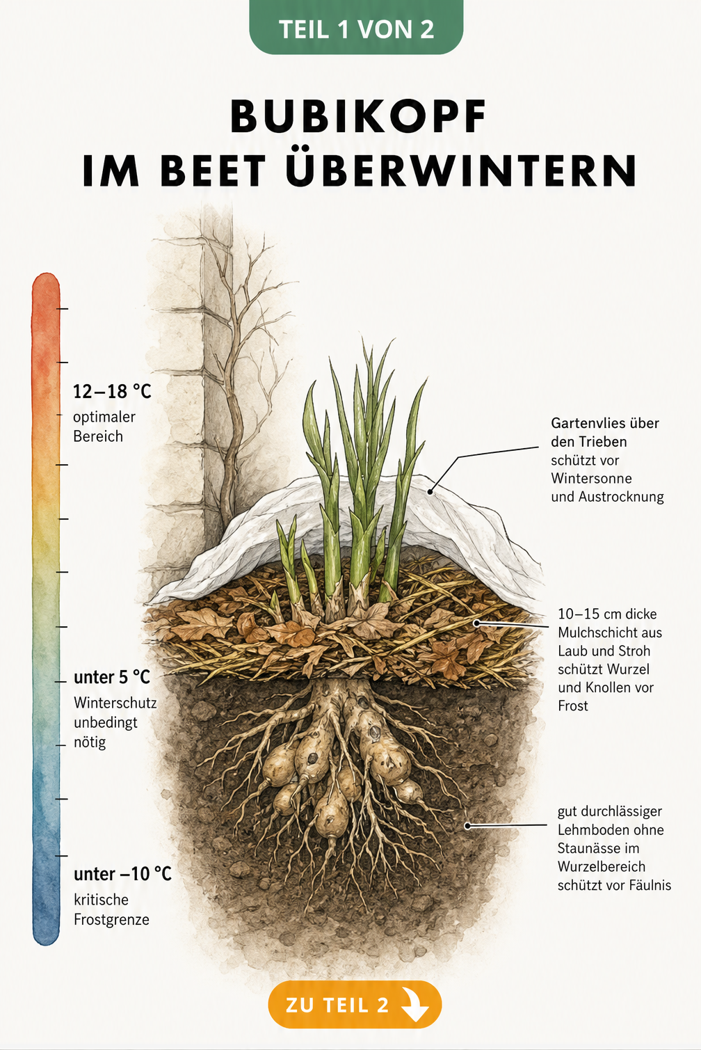 Querschnitt eines Bubikopfs im Beet mit Mulchschicht, Gartenvlies und Temperaturskala für den Winterschutz