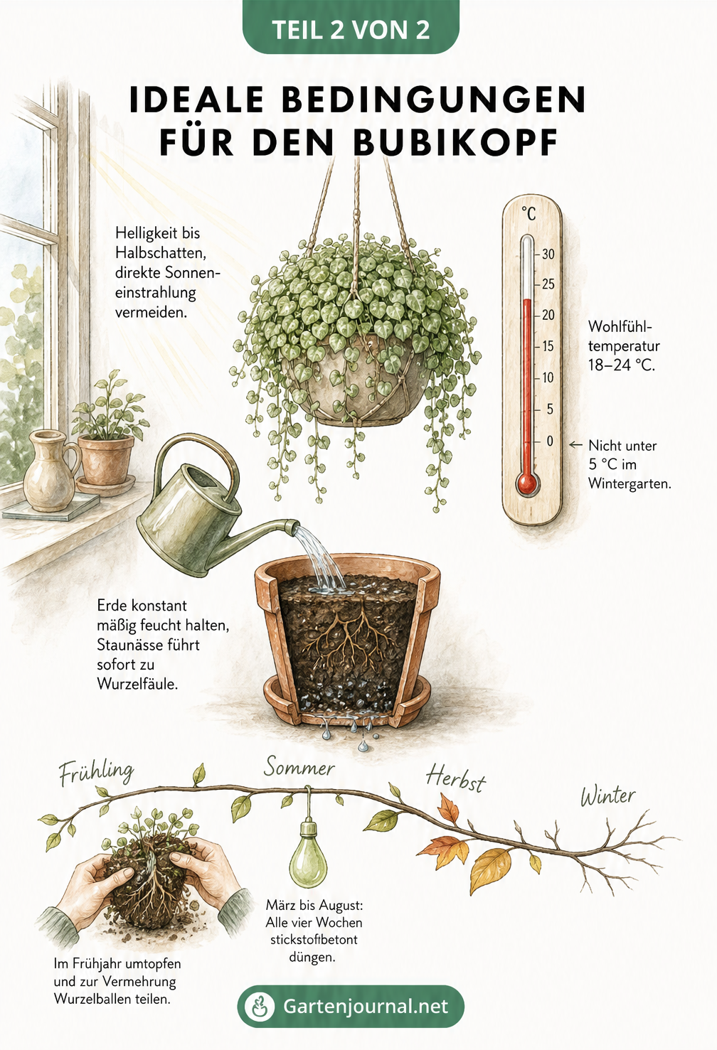Illustration eines Bubikopfs in einer Blumenampel am Fenster mit Thermometer, Querschnitt durch den Blumentopf und Jahresverlauf zur Pflege