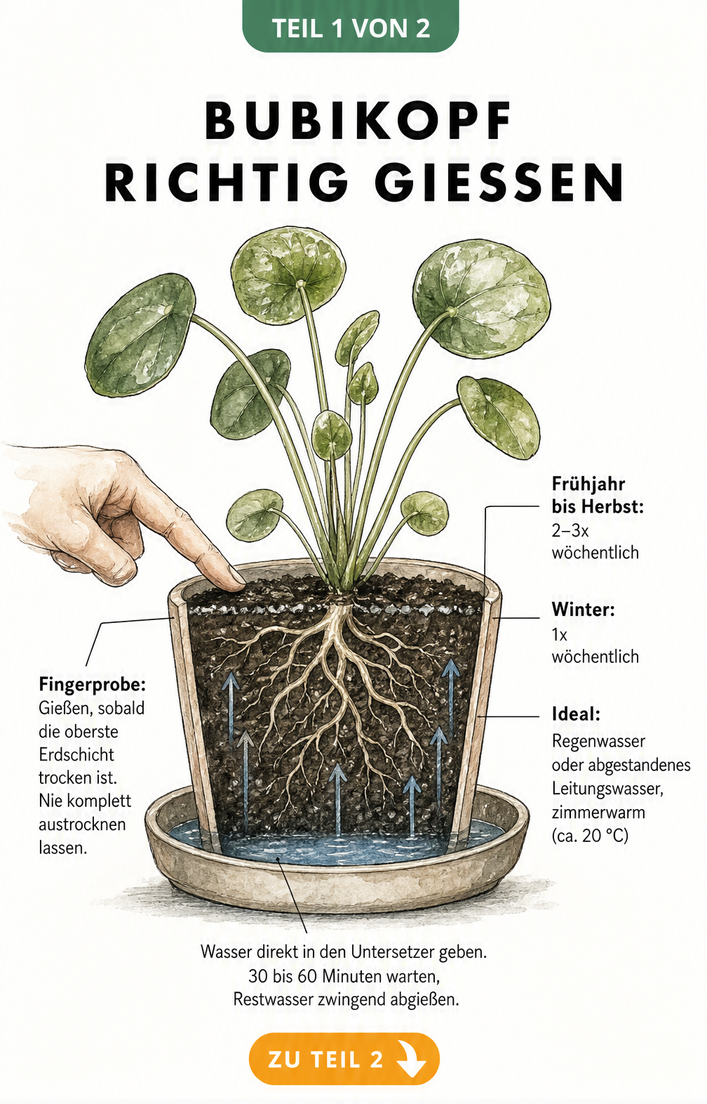 Querschnitt-Illustration eines Bubikopfs im Topf mit Untersetzer, die zeigt, wie man die Pflanze richtig gießt, inklusive Fingerprobe und Gießfrequenz.