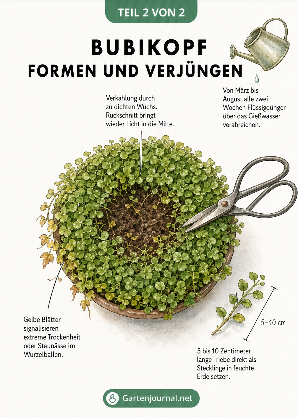 Aufsicht auf einen Bubikopf mit einer Bonsaischere, die zeigt, wie man verkahlte Stellen durch Rückschnitt verjüngt und gelbe Blätter vermeidet.