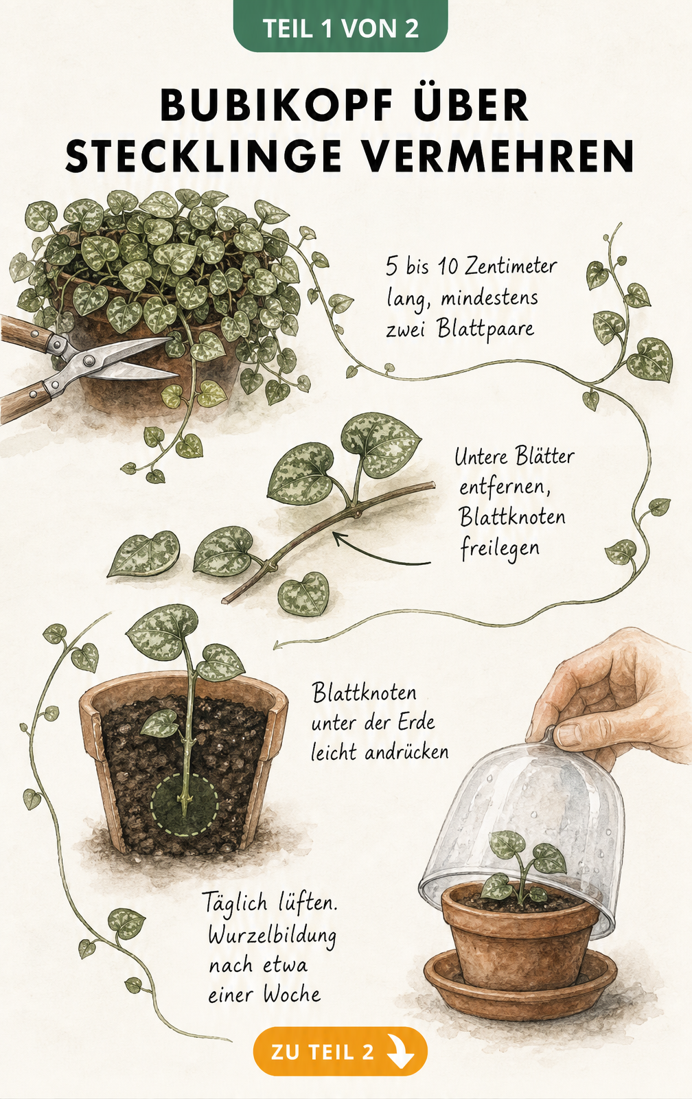 Illustration zur Vermehrung des Bubikopfs durch Stecklinge: Trieb abschneiden, untere Blätter entfernen und in Erde stecken.