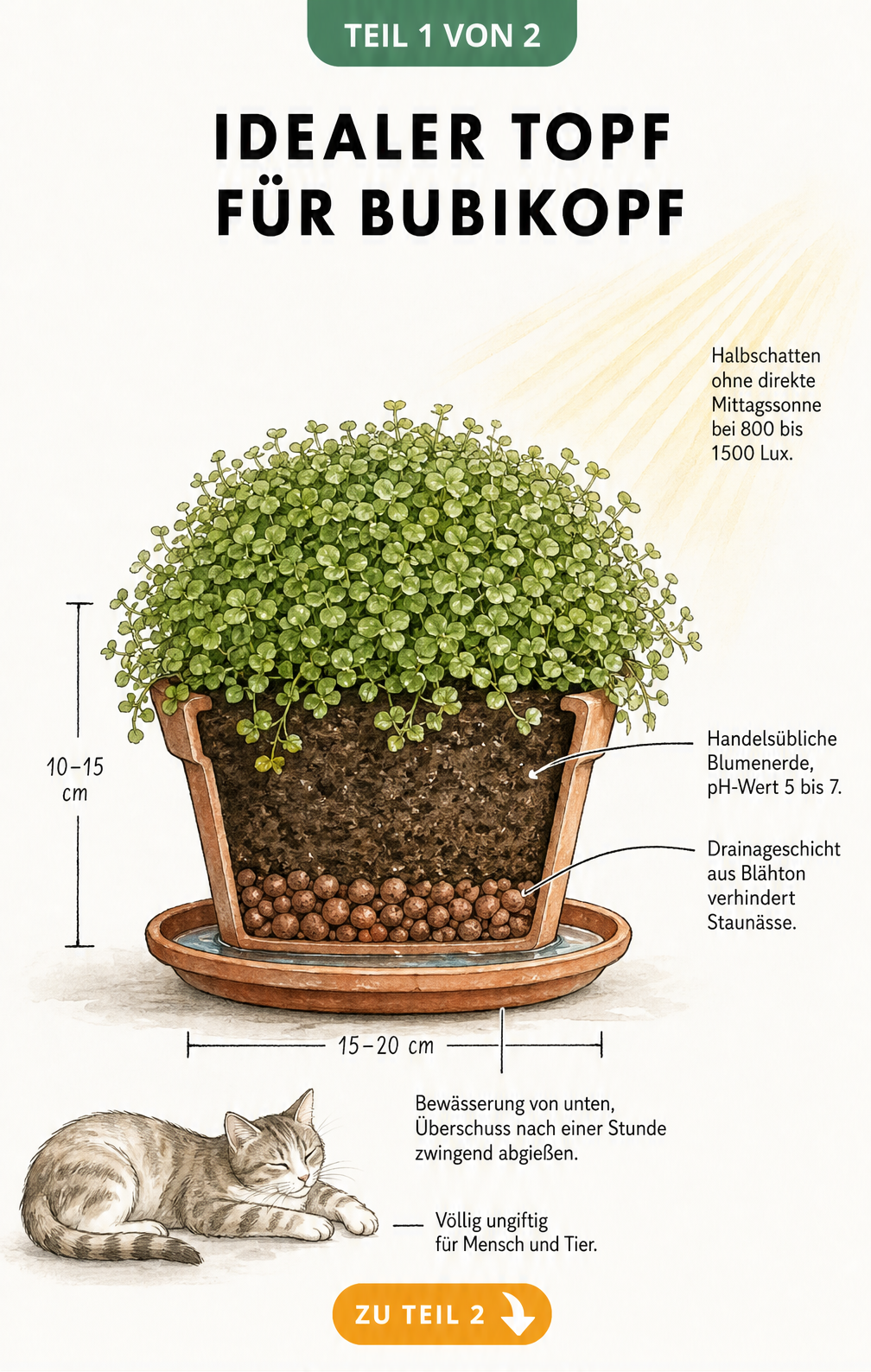 Querschnitt einer flachen Terrakotta-Schale mit einem Bubikopf, der die ideale Pflanzung mit Drainageschicht, Blumenerde und Bewässerung von unten zeigt.