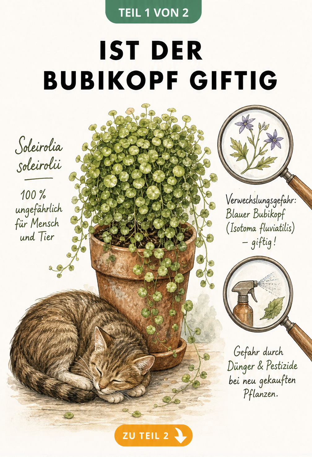 Botanische Illustration eines Bubikopfs im Tontopf mit schlafender Katze und Hinweisen zur Ungiftigkeit