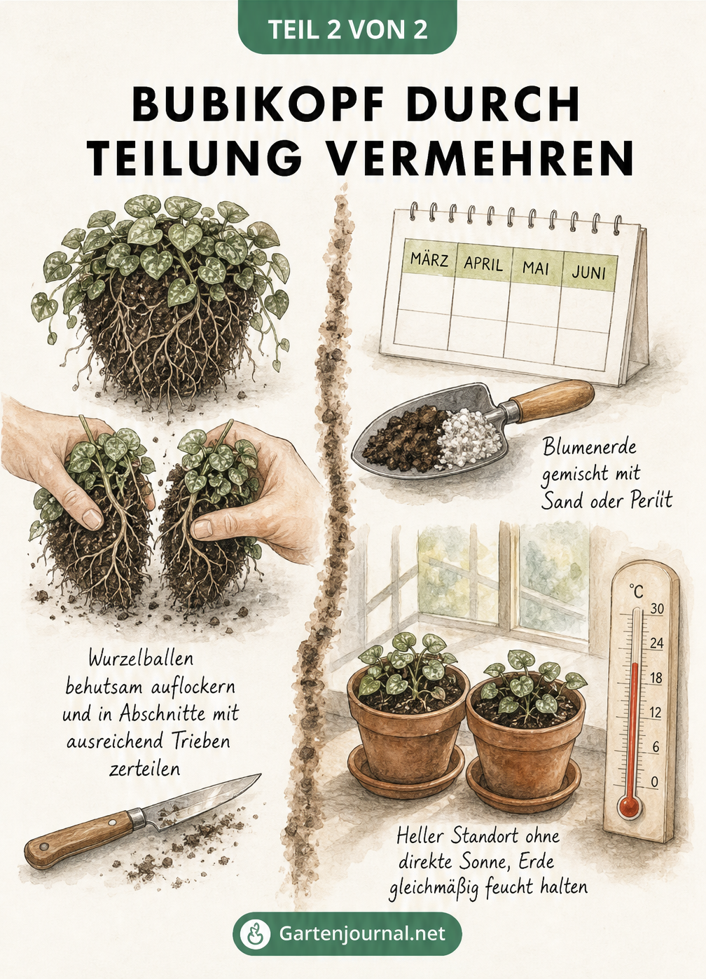 Aquarell-Illustration zur Vermehrung des Bubikopfs durch Teilung: Wurzelballen in zwei Hälften teilen und in frische Erde pflanzen.