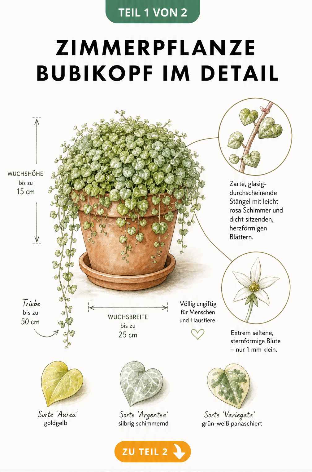 Botanische Illustration eines Bubikopfs im Terrakotta-Topf mit Maßangaben, Detailzeichnungen von Stängel und Blüte sowie drei Blattvarianten