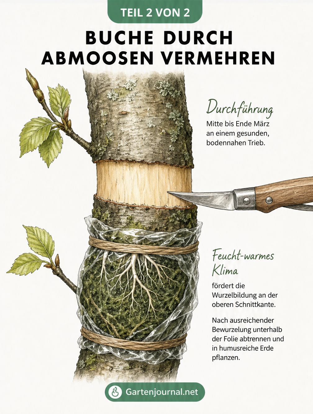 Detaillierte Illustration: Buche durch Abmoosen vermehren, mit Ringmethode und Moos-Umhüllung am Ast.
