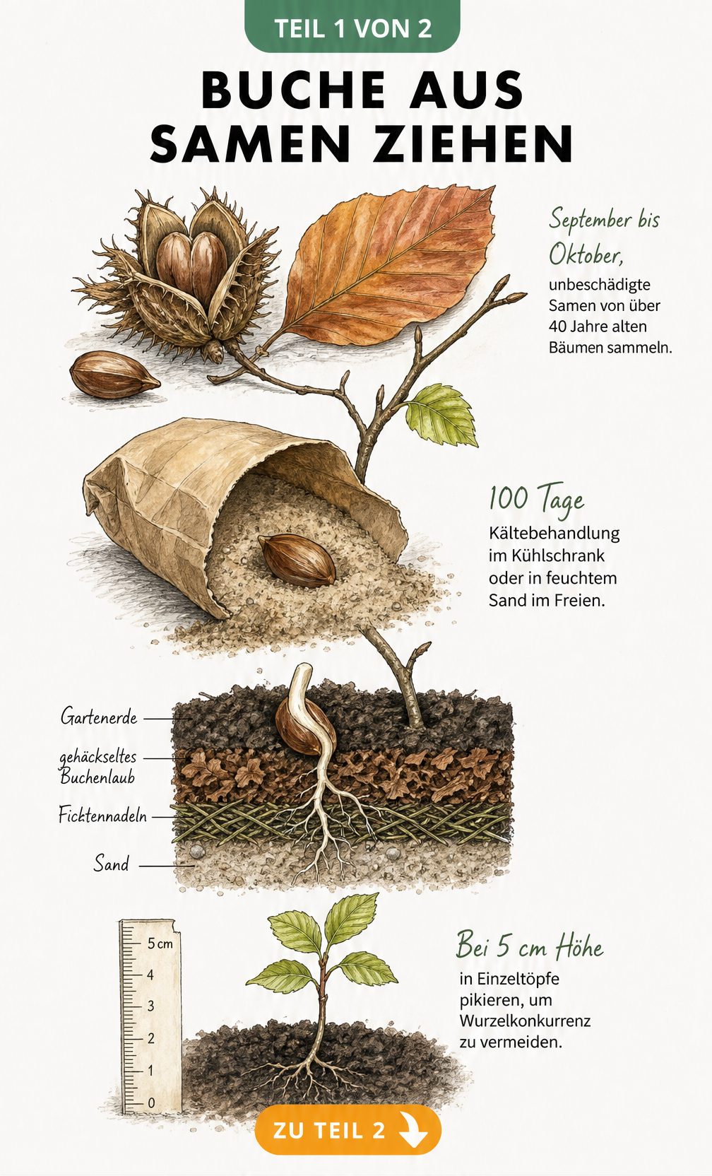 Botanische Illustration: Buche aus Samen ziehen, von der Buchecker über die Stratifikation bis zum Sämling.