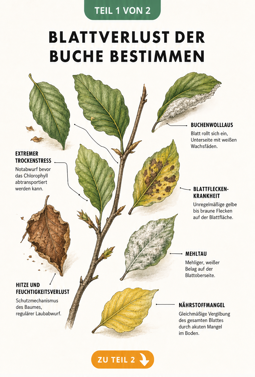 Botanische Illustration eines Buchenzweigs mit verschiedenen Schadbildern an den Blättern wie Trockenstress, Buchenwolllaus und Nährstoffmangel.