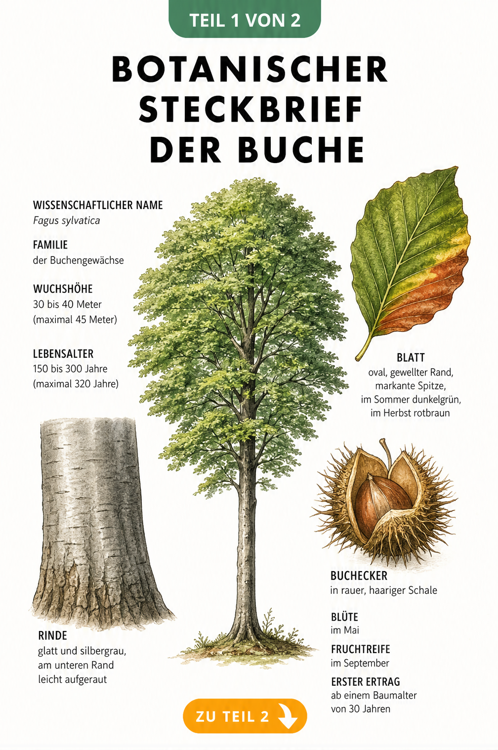 Botanische Illustration einer Buche mit Details zu Blättern, Rinde und Bucheckern