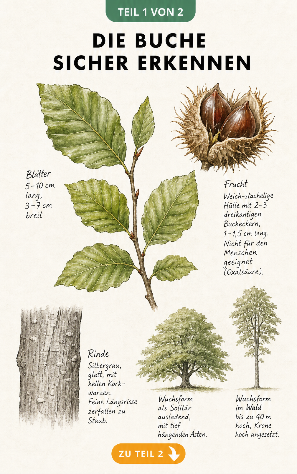 Botanische Lehrtafel der Buche mit Details zu Blättern, Früchten, Rinde und Wuchsform