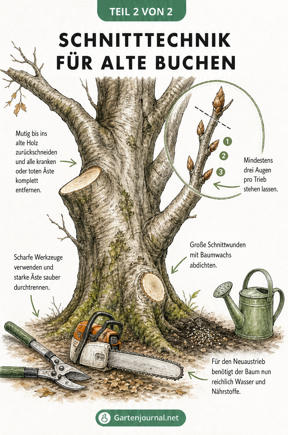 Detailzeichnung eines Buchenstamms mit Schnittkante im alten Holz und Markierung von drei Knospen unterhalb der Schnittstelle.