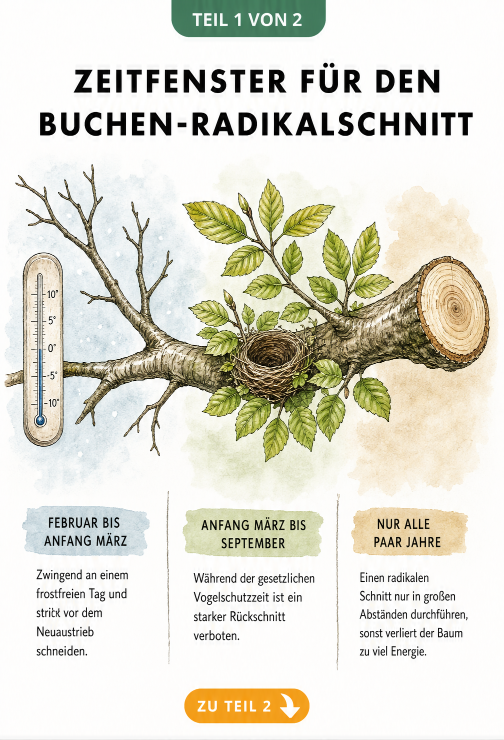 Illustration eines Buchenastes, der den optimalen Zeitpunkt für den Radikalschnitt von Februar bis März vor dem Neuaustrieb zeigt.