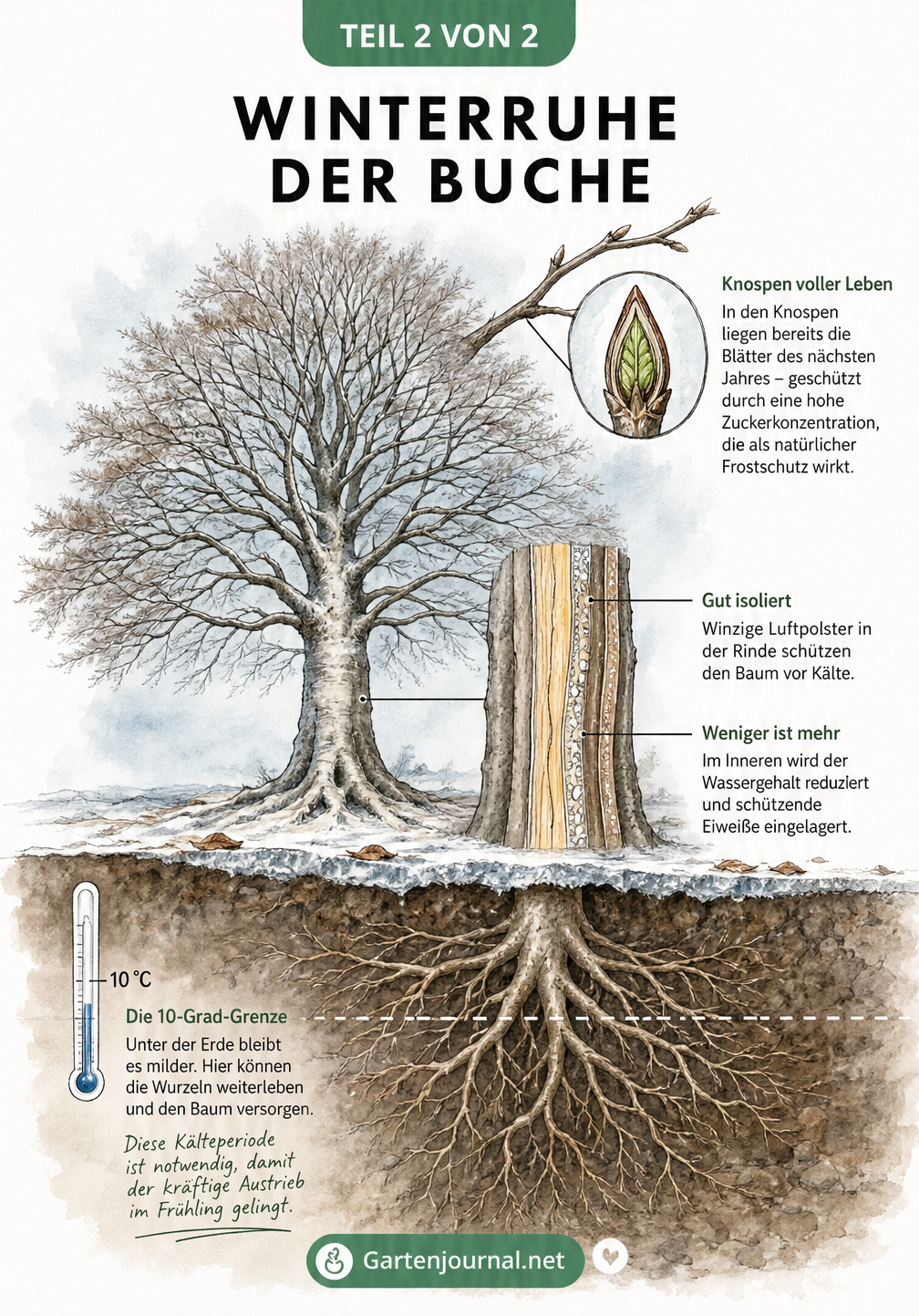 Illustration einer Buche im Winterquerschnitt mit Details zu Knospen, Rinde und Wurzeln