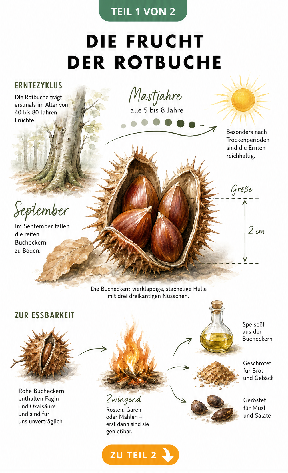 Botanische Illustration einer geöffneten Buchecker mit drei rotbraunen Nüsschen, Erntezyklus und Verarbeitungsschritten