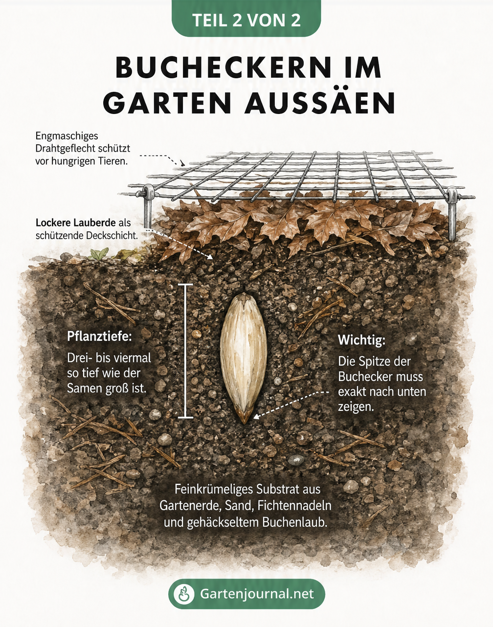 Querschnitt-Illustration der Aussaat von Bucheckern im Garten mit Drahtschutz, Lauberde und exakter Pflanztiefe.