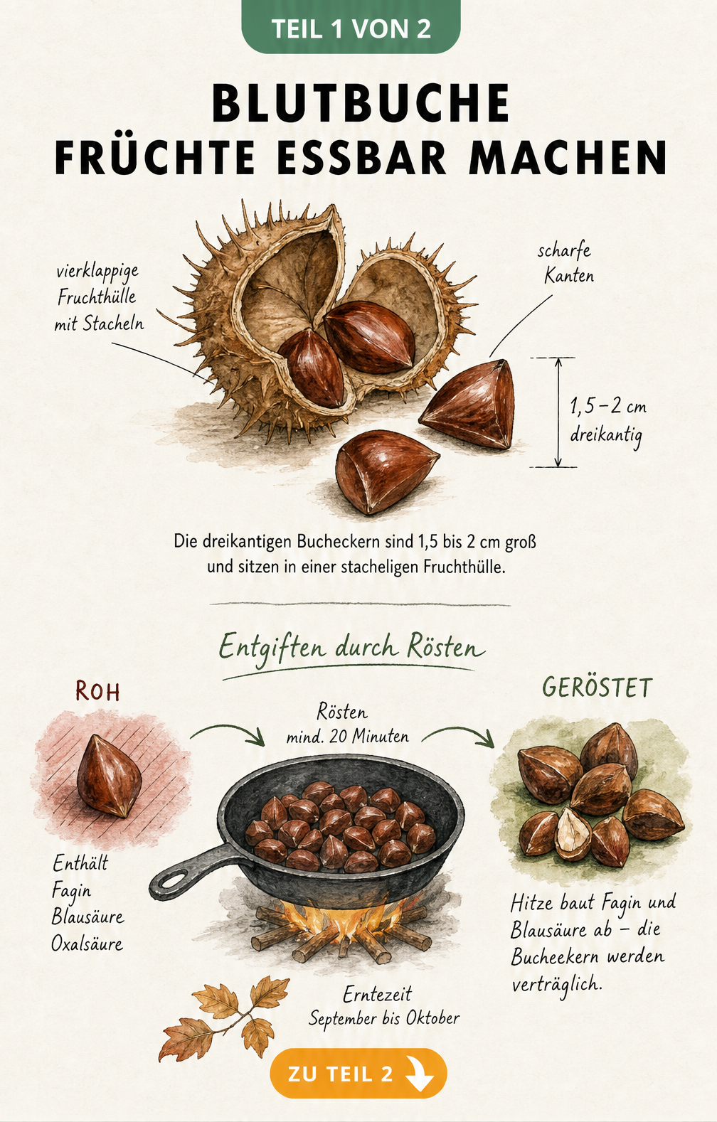 Botanische Illustration von Bucheckern mit stacheliger Hülle und Darstellung des Röstvorgangs zum Abbau von Giftstoffen