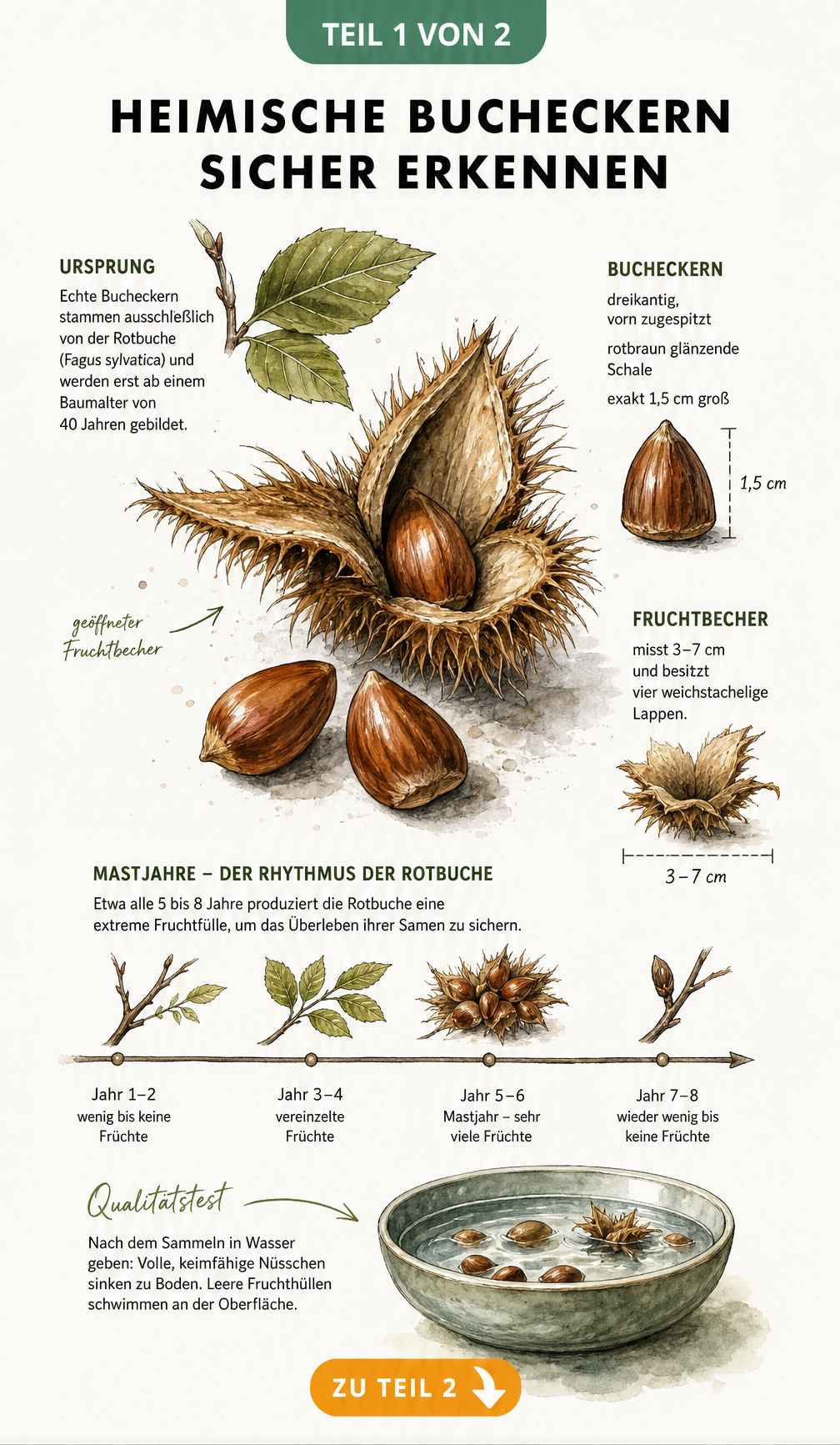 Botanische Illustration einer Rotbuche mit geöffnetem Fruchtbecher, Bucheckern und Erklärungen zu Merkmalen und Mastjahren
