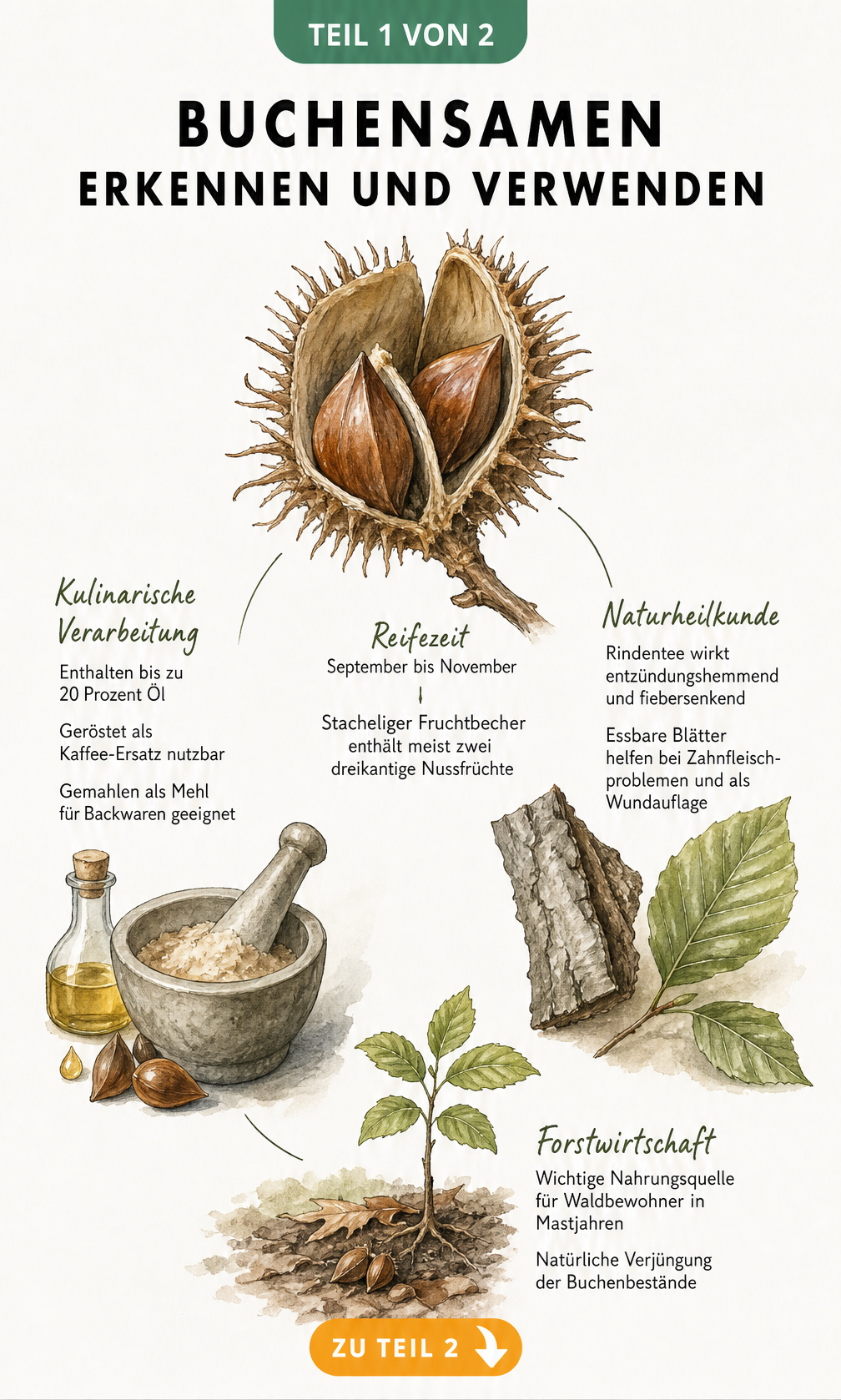 Botanische Illustration von Bucheckern, Fruchtbecher und deren Verwendung in Küche, Naturheilkunde und Forstwirtschaft