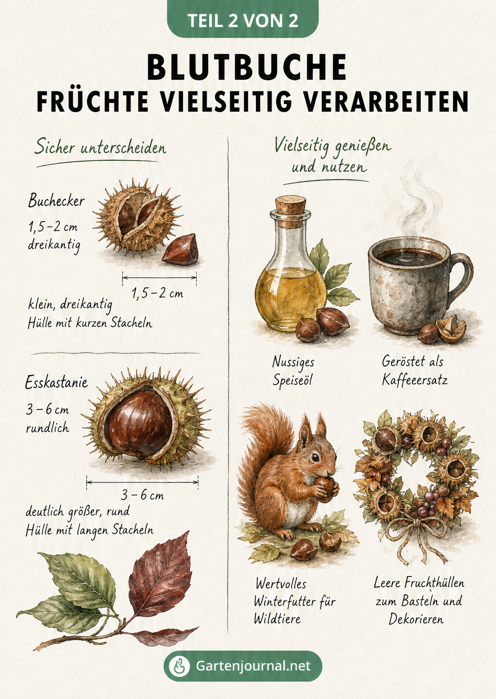 Vergleich von Bucheckern und Esskastanien sowie Illustrationen zur Verwendung als Speiseöl, Kaffeeersatz, Tierfutter und Bastelmaterial