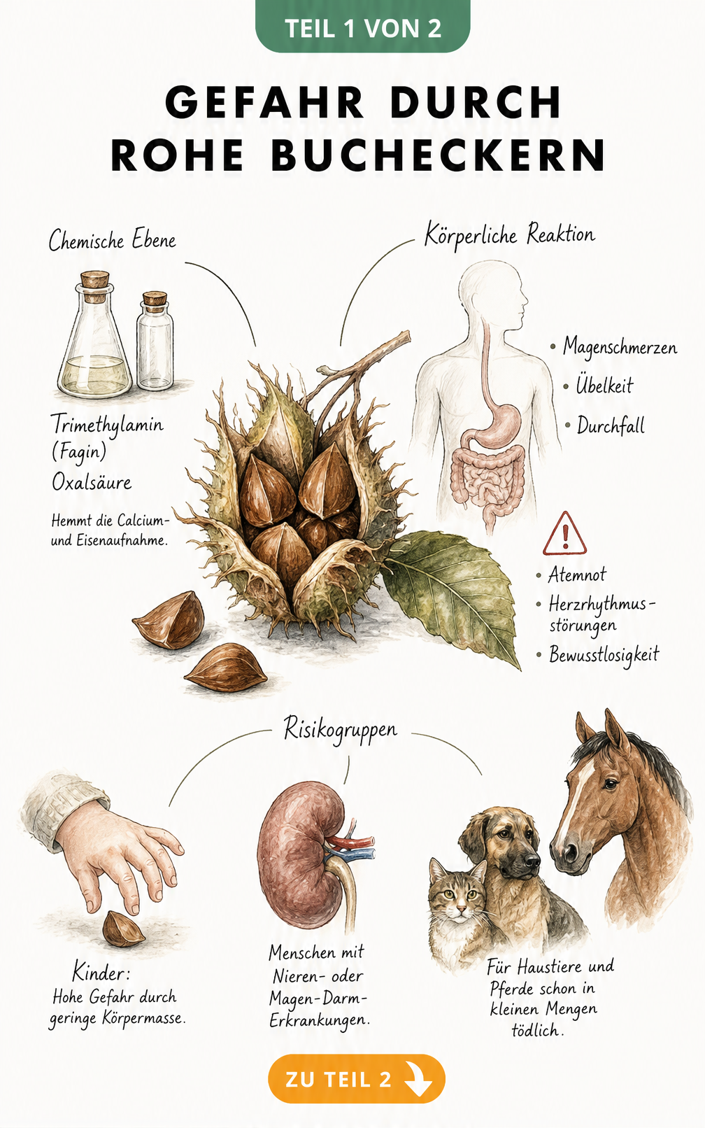 Botanische Illustration einer Rotbuchen-Fruchtkapsel mit Bucheckern, die Inhaltsstoffe wie Fagin und Oxalsäure sowie Vergiftungssymptome und Risikogruppen...
