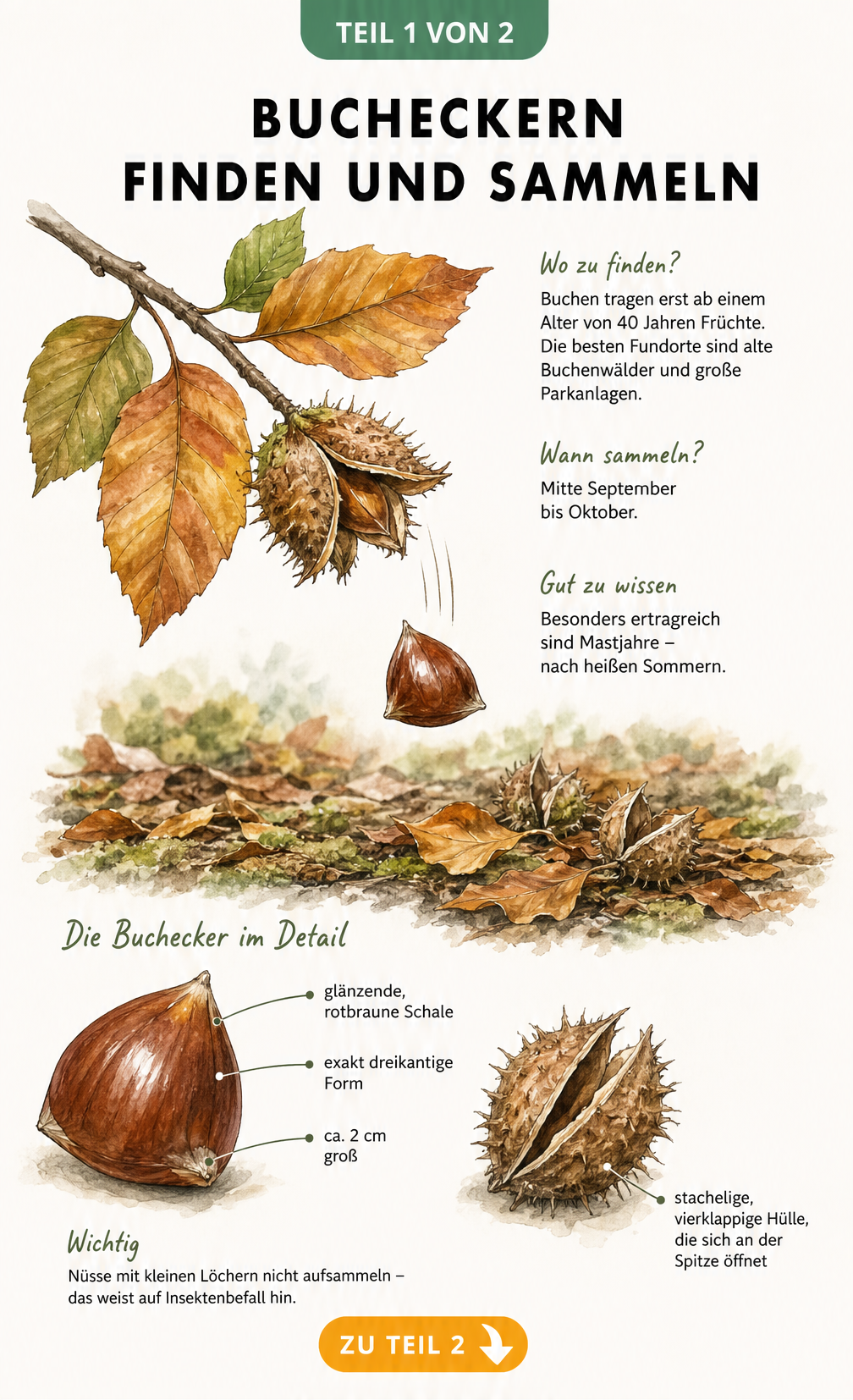 Botanische Illustration eines Buchenzweigs mit herbstlichen Blättern und einer geöffneten Fruchtkapsel, die Bucheckern zeigt.