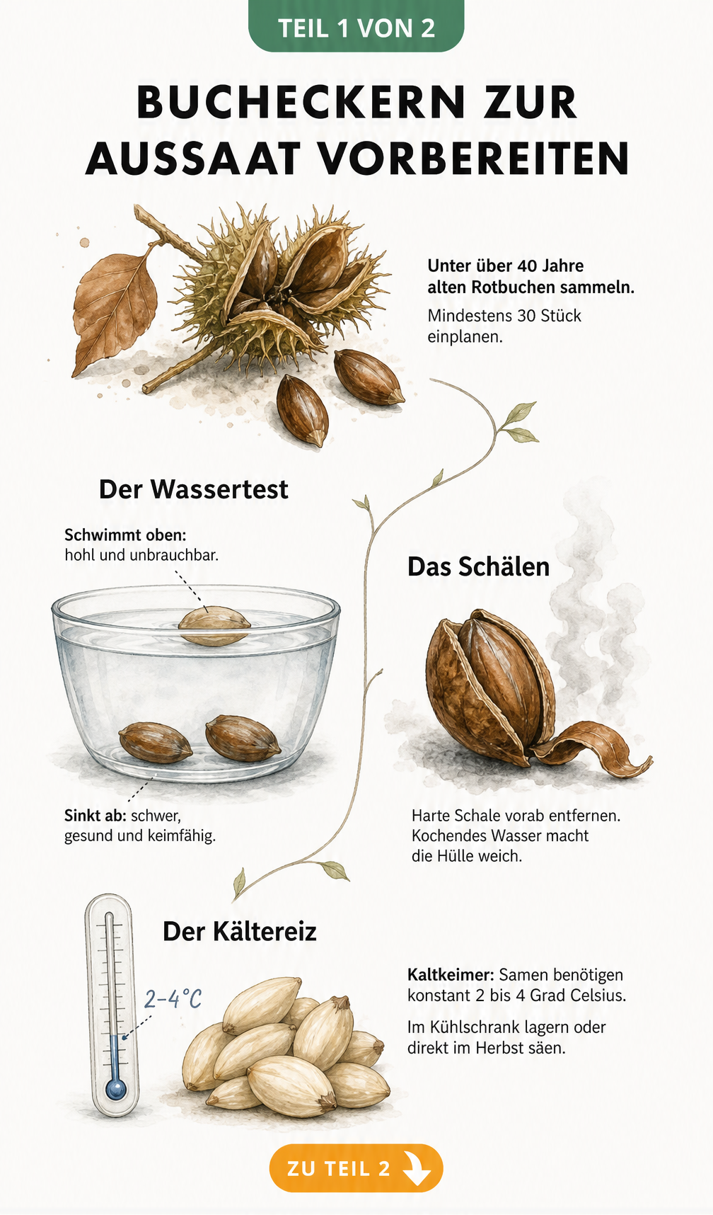 Illustration zur Vorbereitung von Bucheckern für die Aussaat: Sammeln, Wassertest, Schälen und Kältereiz.